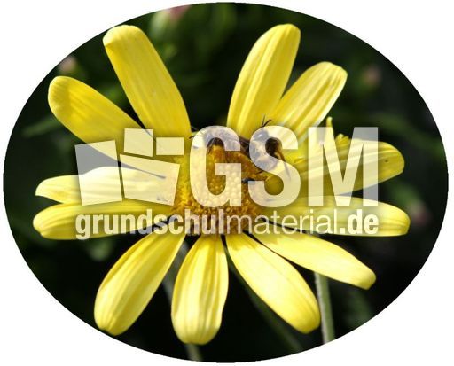 Frühlingsblüte.jpg